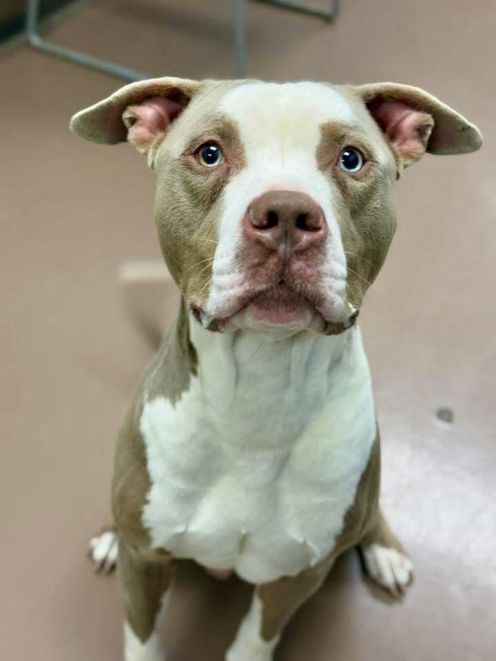 Enlarge Bastian, an adopted Pit Bull Terrier in Chicago, IL image 2/5