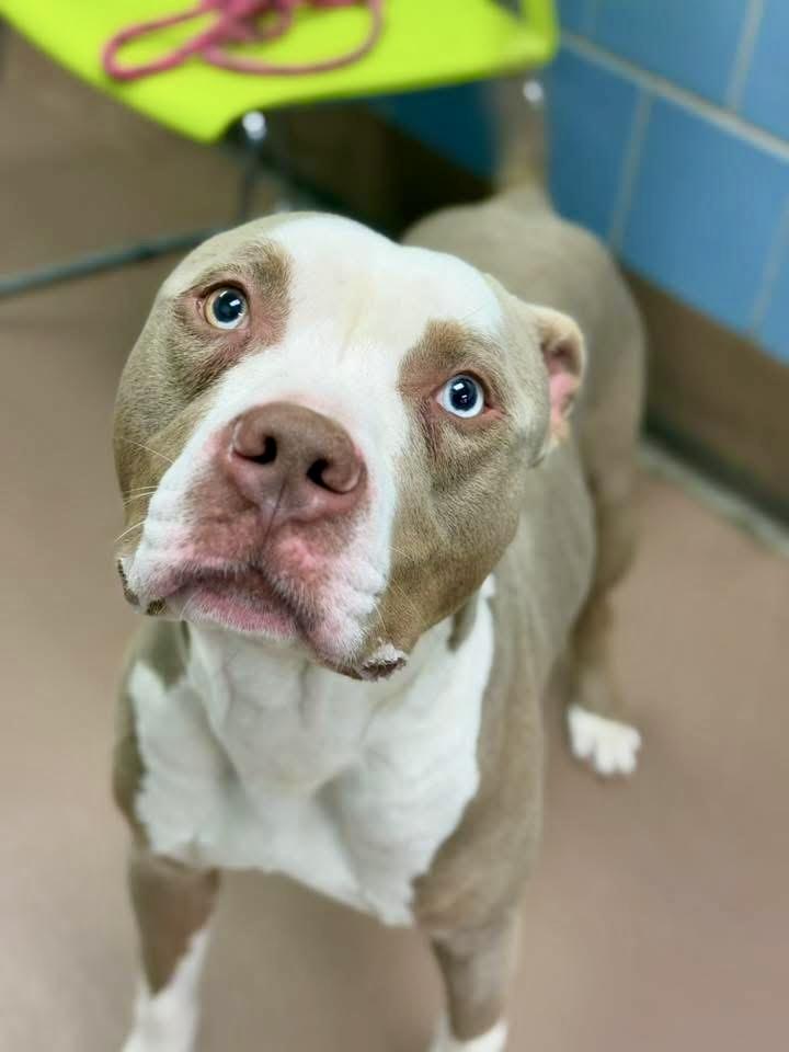 Enlarge Bastian, an adopted Pit Bull Terrier in Chicago, IL image 3/5