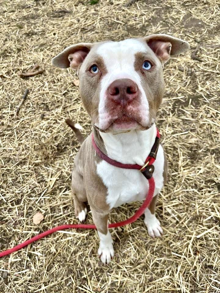 Enlarge Bastian, an adopted Pit Bull Terrier in Chicago, IL image 4/5