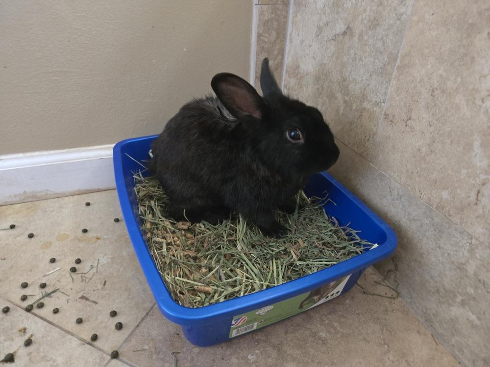 Enlarge Inky, a Adoptable Havana in Melbourne, FL image 1/4