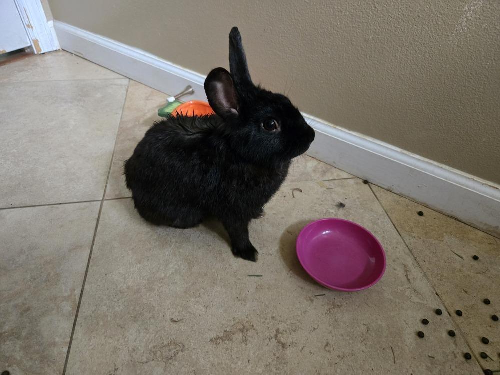 Enlarge Inky, a Adoptable Havana in Melbourne, FL image 2/4