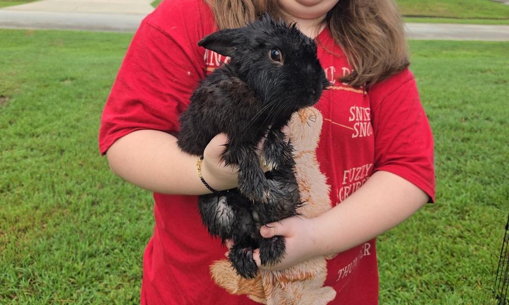 Enlarge Inky, a Adoptable Havana in Melbourne, FL image 4/4