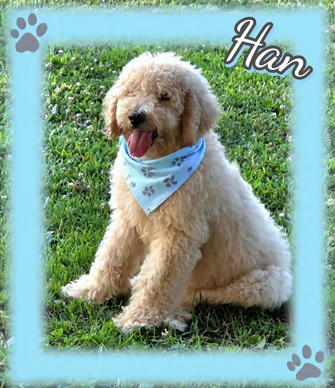 Han Solo, a ADOPTABLE Poodle in Grove, OK image 4/4
