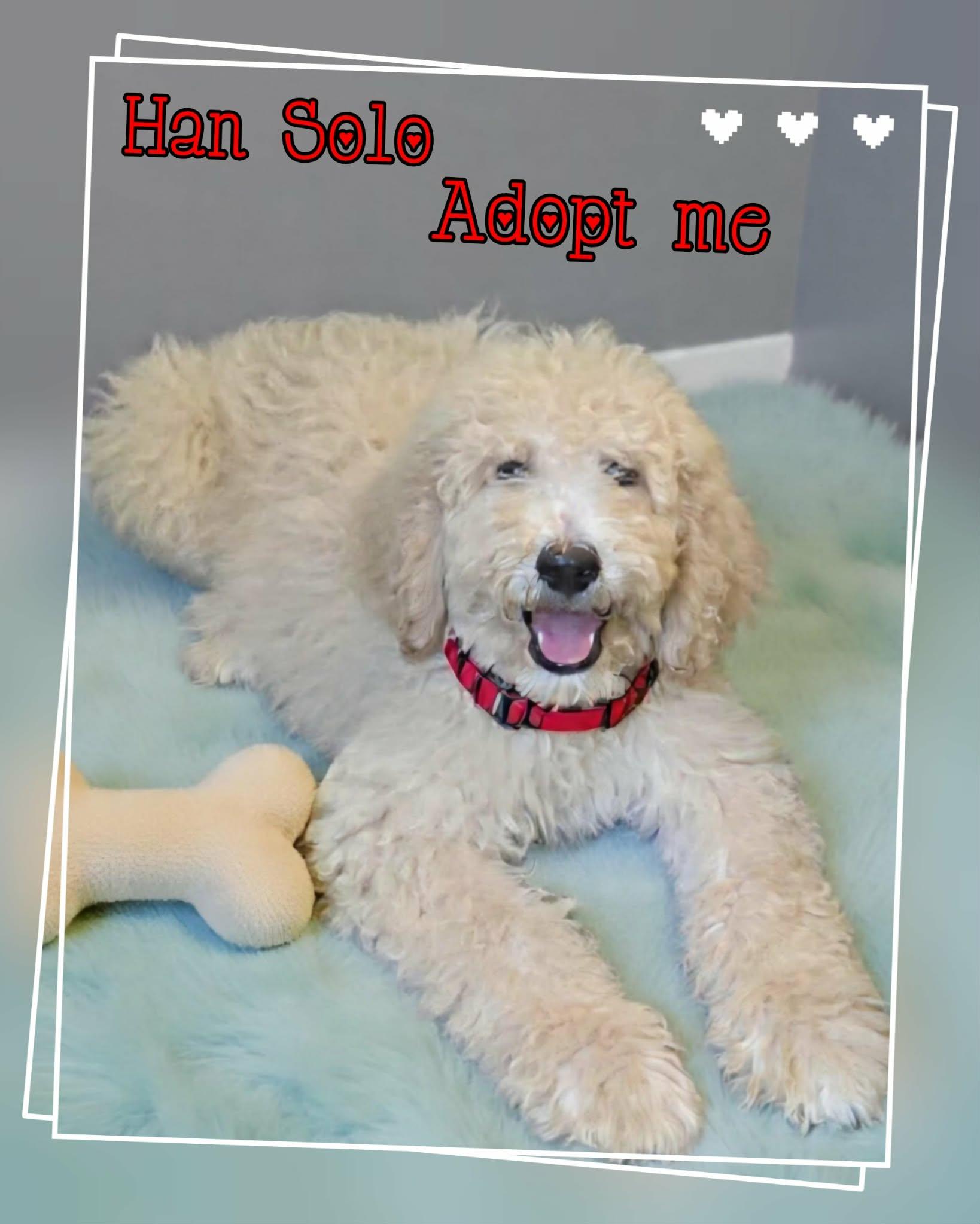 Han Solo, a ADOPTABLE Poodle in Grove, OK image 2/4