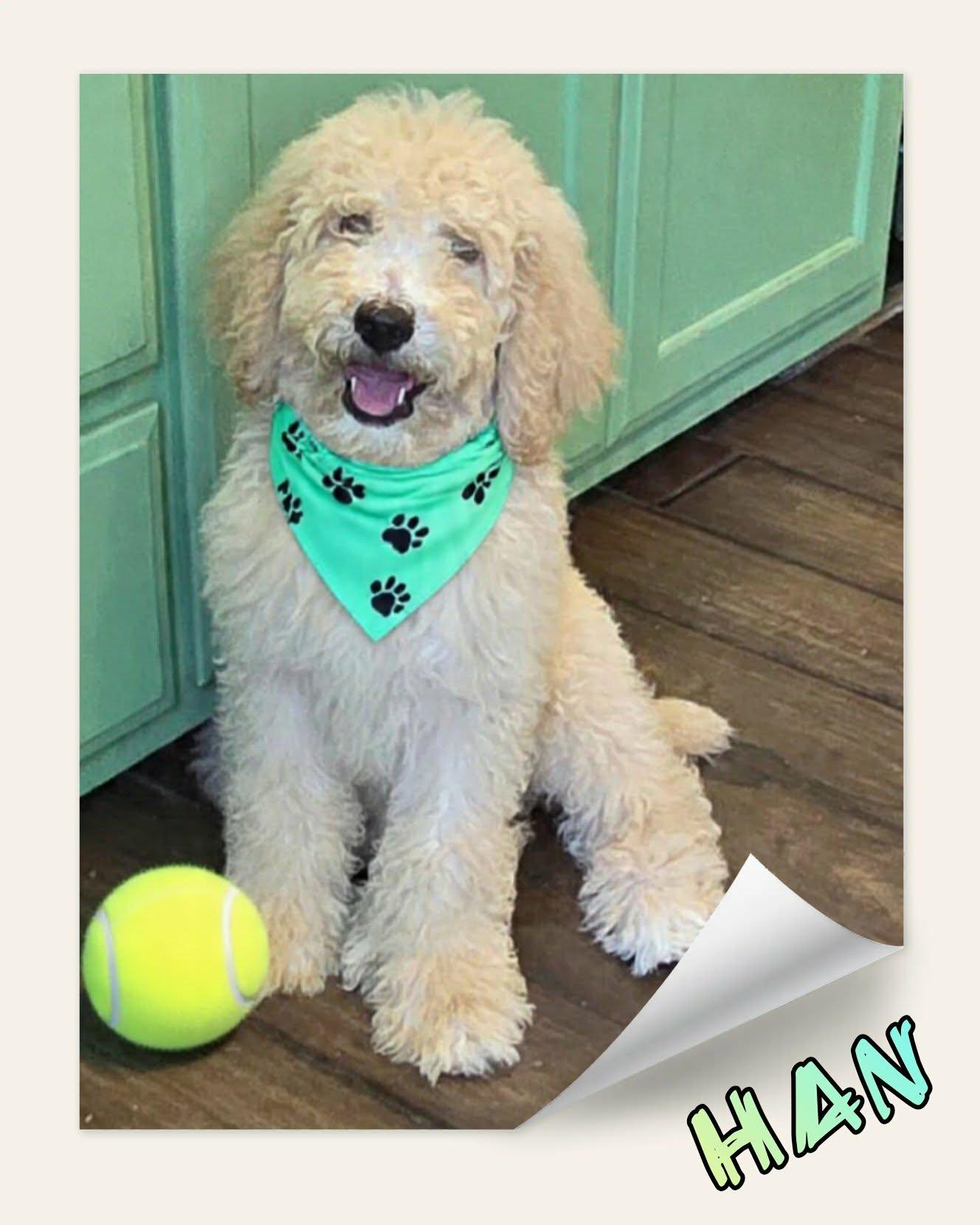 Han Solo, a ADOPTABLE Poodle in Grove, OK image 3/4