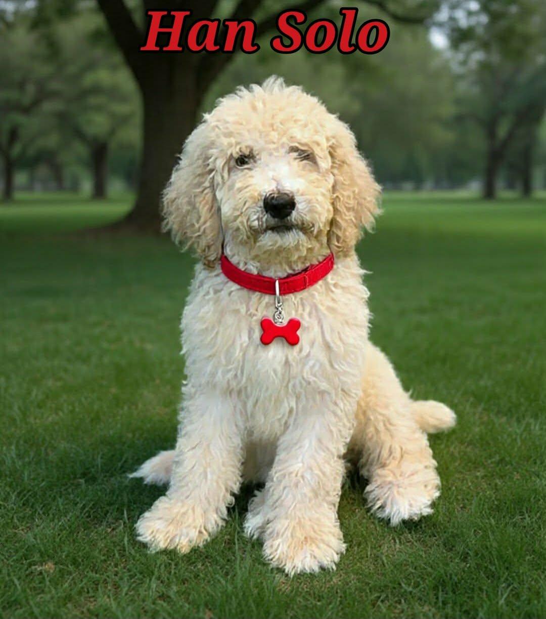 Han Solo, ADOPTABLE, Puppy Female Poodle.