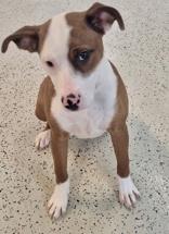 Enlarge Darlin, an adopted Pit Bull Terrier in Glasgow, KY image 1/2