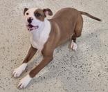 Enlarge Darlin, an adopted Pit Bull Terrier in Glasgow, KY image 2/2