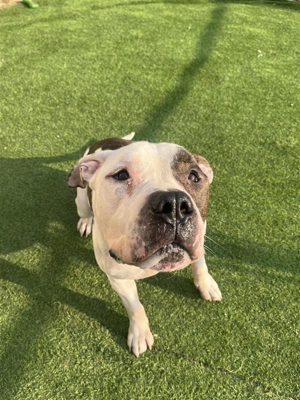 Enlarge Pachy, a Adoptable mixed breed in New Kensington, PA image 1/6