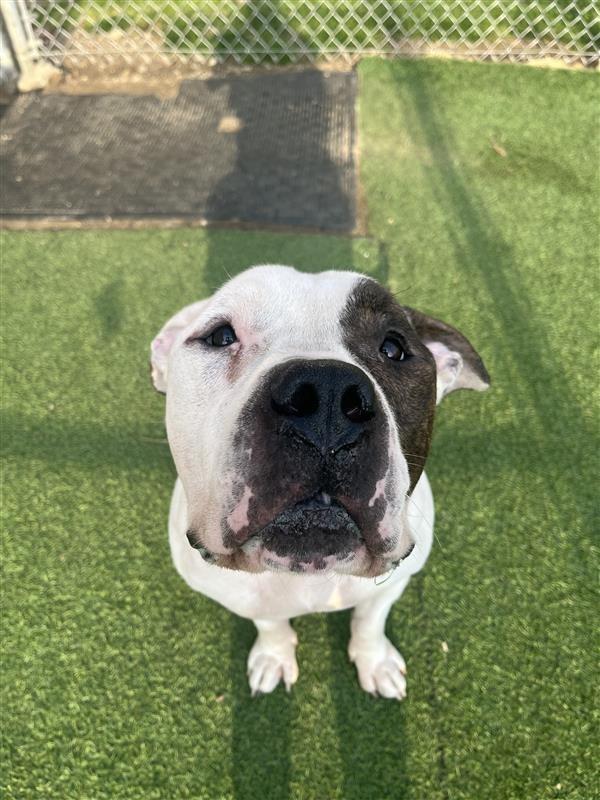 Enlarge Pachy, a Adoptable mixed breed in New Kensington, PA image 2/6