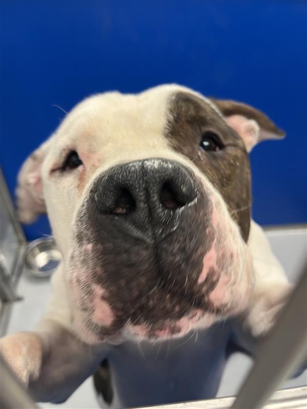 Enlarge Pachy, a Adoptable mixed breed in New Kensington, PA image 3/6