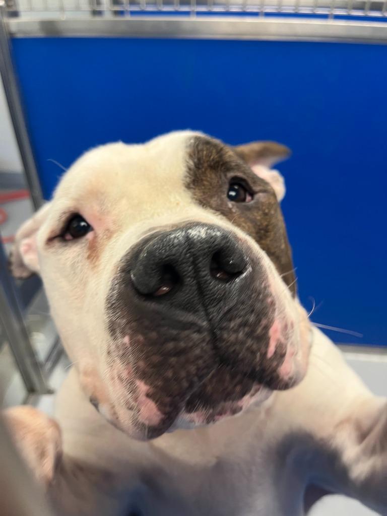 Enlarge Pachy, a Adoptable mixed breed in New Kensington, PA image 4/6