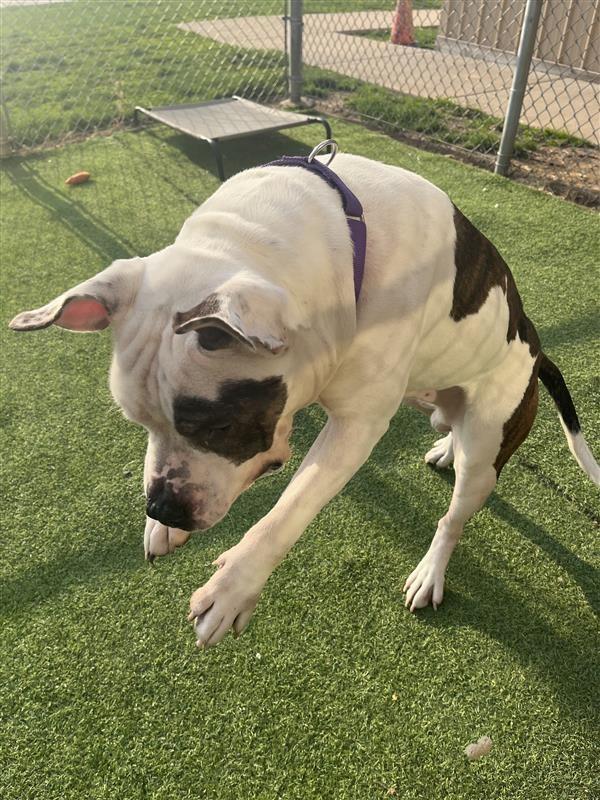 Enlarge Pachy, a Adoptable mixed breed in New Kensington, PA image 5/6