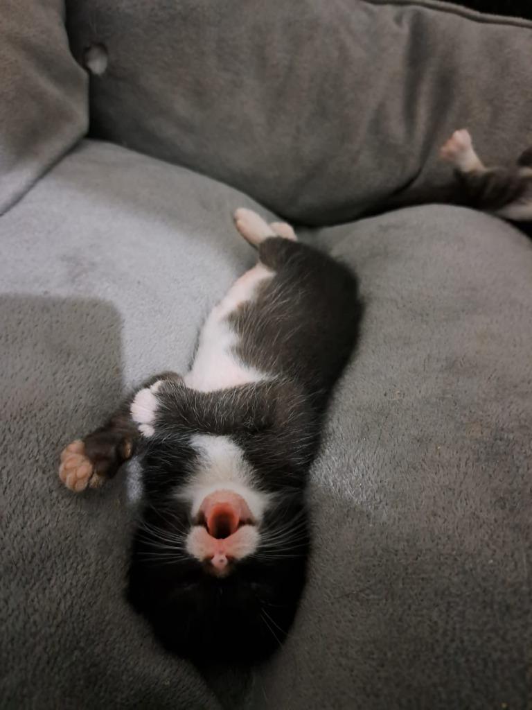 Bobby, Adoptable, Kitten Male American Shorthair.