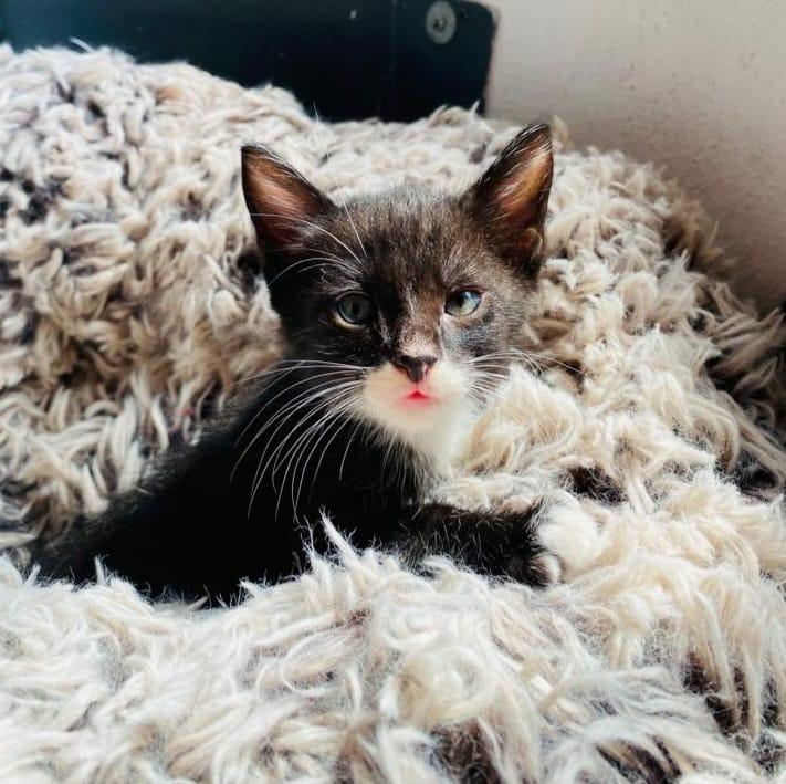 Bobby, a Adoptable American Shorthair in San Juan de Abajo, NAY image 2/6