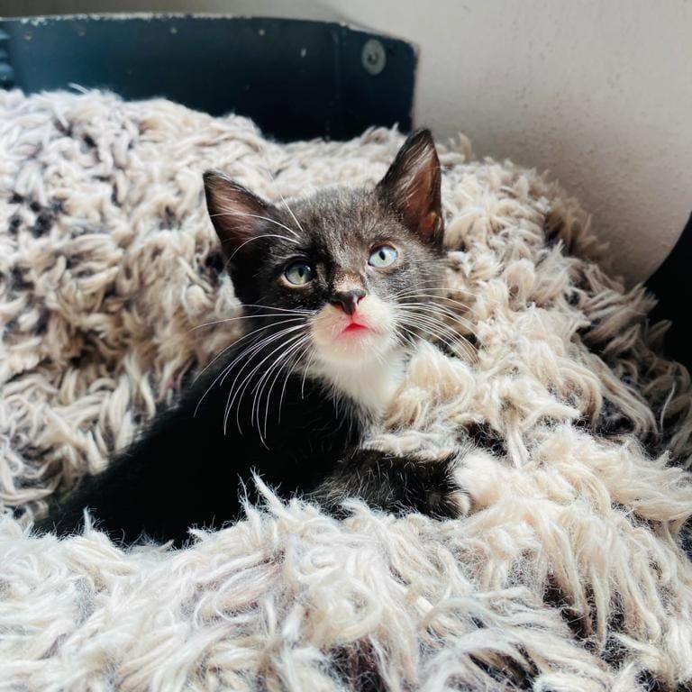 Bobby, a Adoptable American Shorthair in San Juan de Abajo, NAY image 3/6