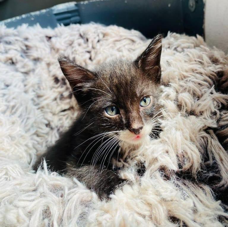 Bobby, a Adoptable American Shorthair in San Juan de Abajo, NAY image 4/6