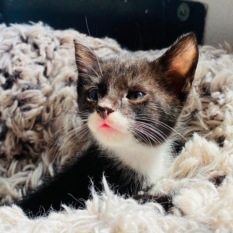 Bobby, a Adoptable American Shorthair in San Juan de Abajo, NAY image 5/6