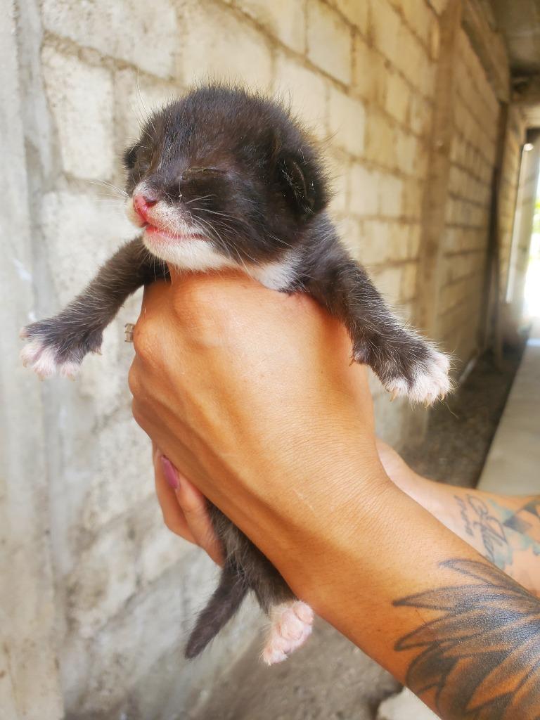 Bobby, a Adoptable American Shorthair in San Juan de Abajo, NAY image 6/6