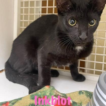 Inkblot, Adoptable, Adult Female Domestic Short Hair & Domestic Short Hair.
