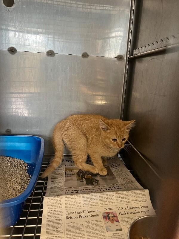 Saffron, Adoptable, Young Female Domestic Short Hair.