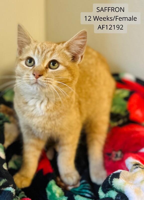 Saffron, a Adoptable Domestic Short Hair in Supply, NC image 2/2