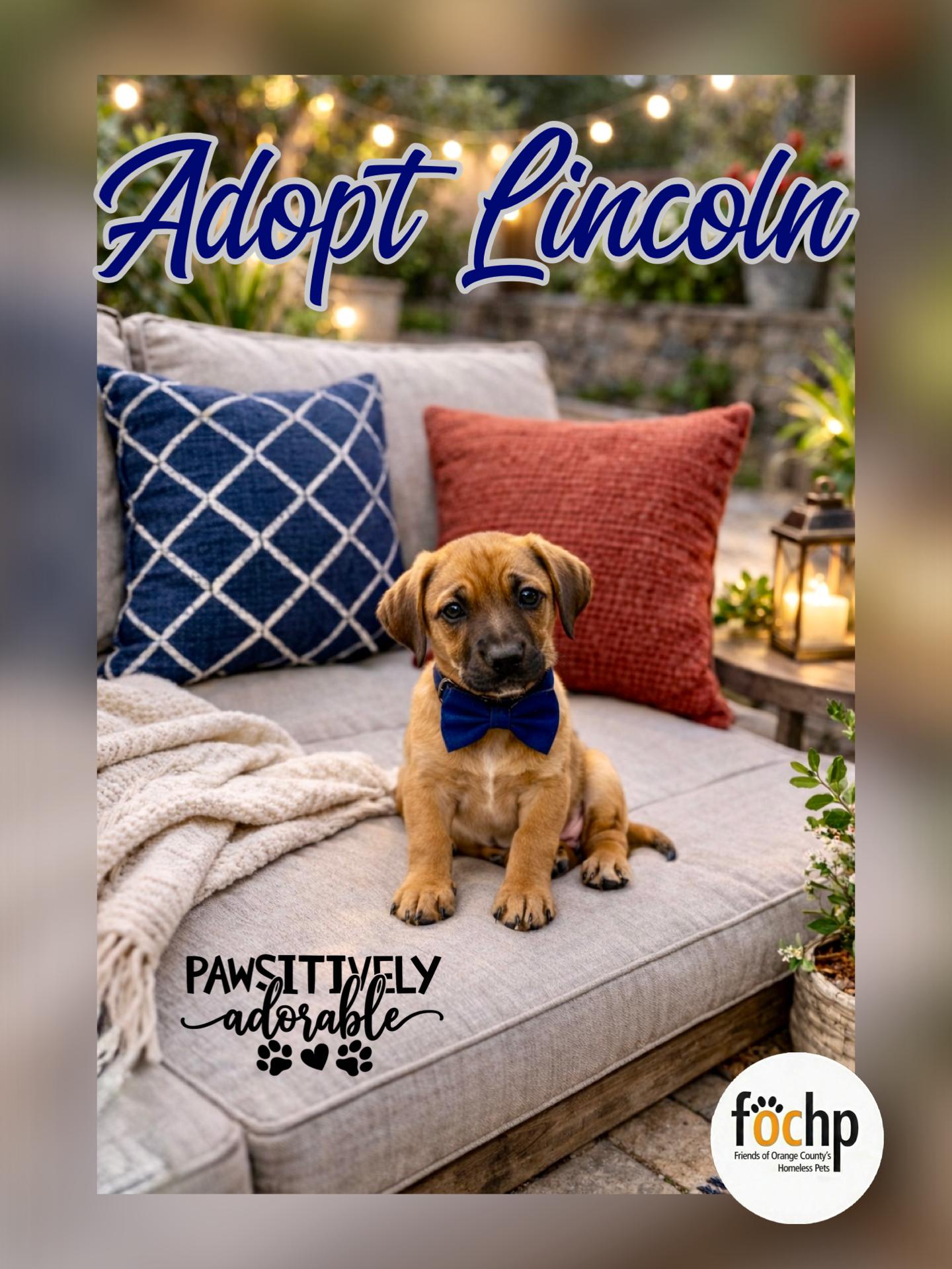 Lincoln, Adopted, Puppy Male Dachshund & Beagle.