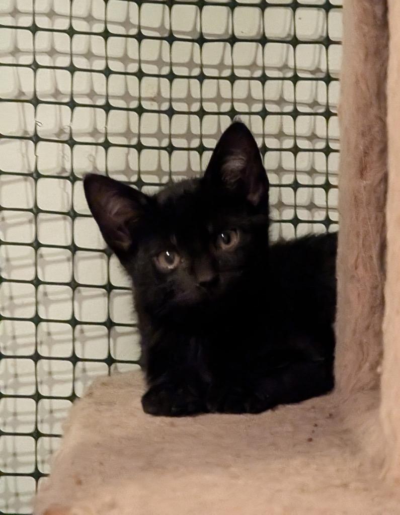 Eli, Adoptable, Kitten Male Domestic Short Hair.