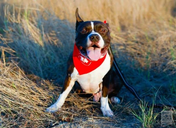 Enlarge Ferrari, a Adoptable Pit Bull Terrier in Portland, ME image 1/5