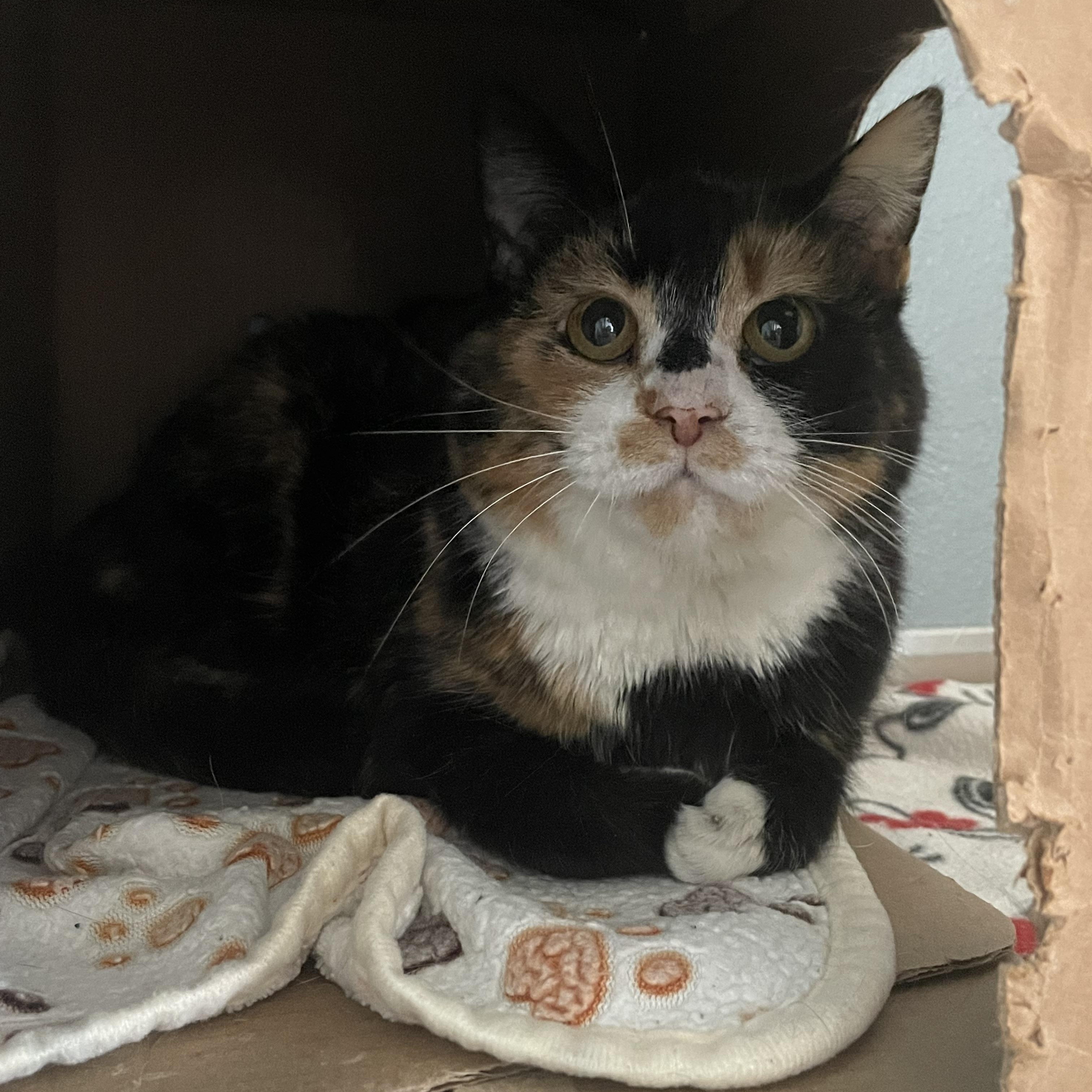 Enlarge Blossom, a ADOPTABLE Domestic Short Hair in Renfrew, PA image 3/3