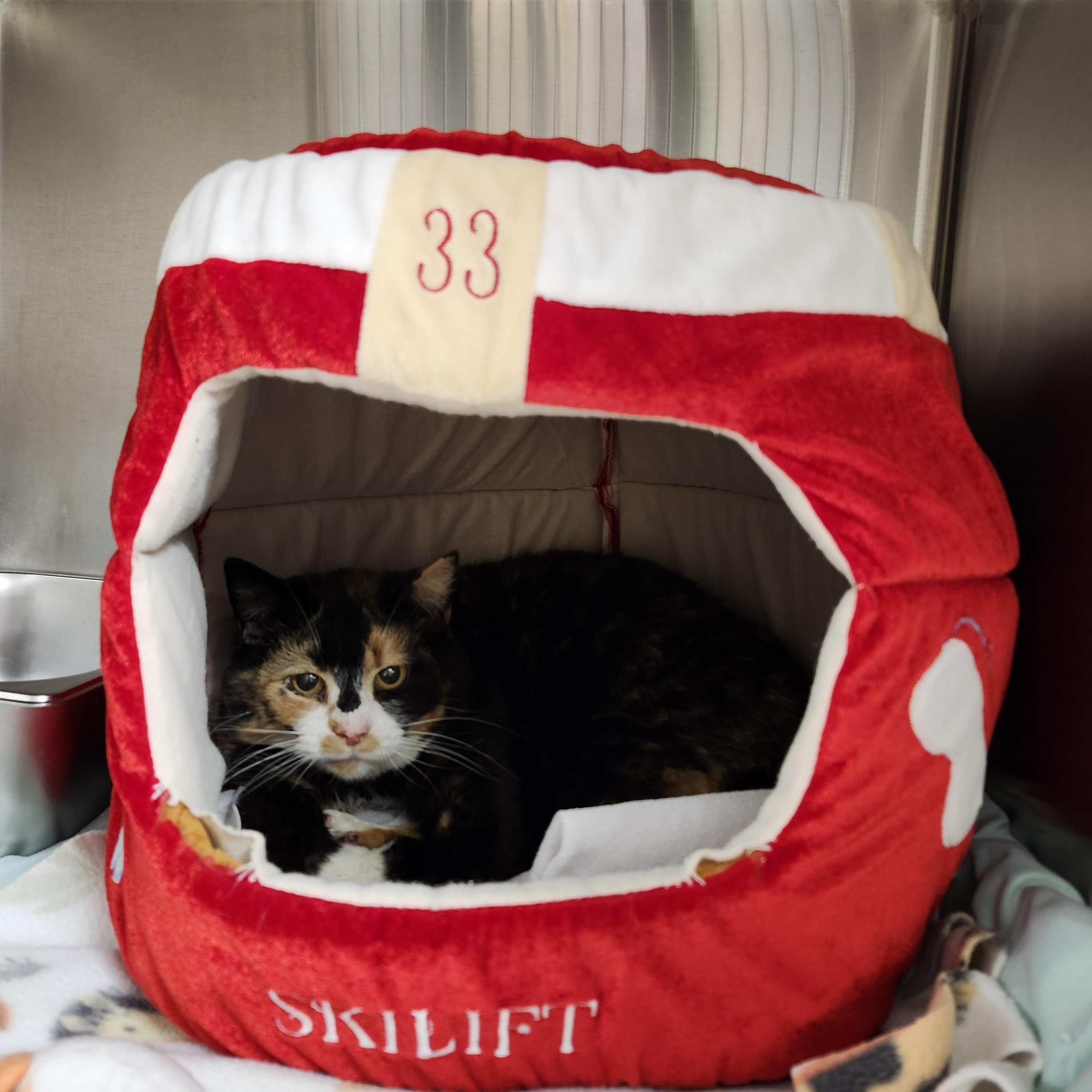 Enlarge Blossom, a ADOPTABLE Domestic Short Hair in Renfrew, PA image 2/3