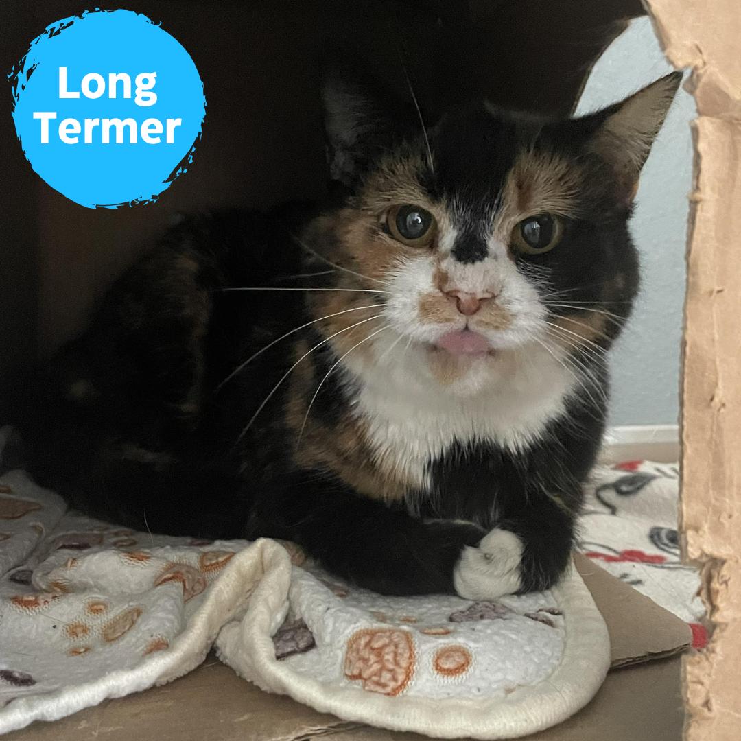 Blossom, adoptable, Adult Female Domestic Short Hair.
