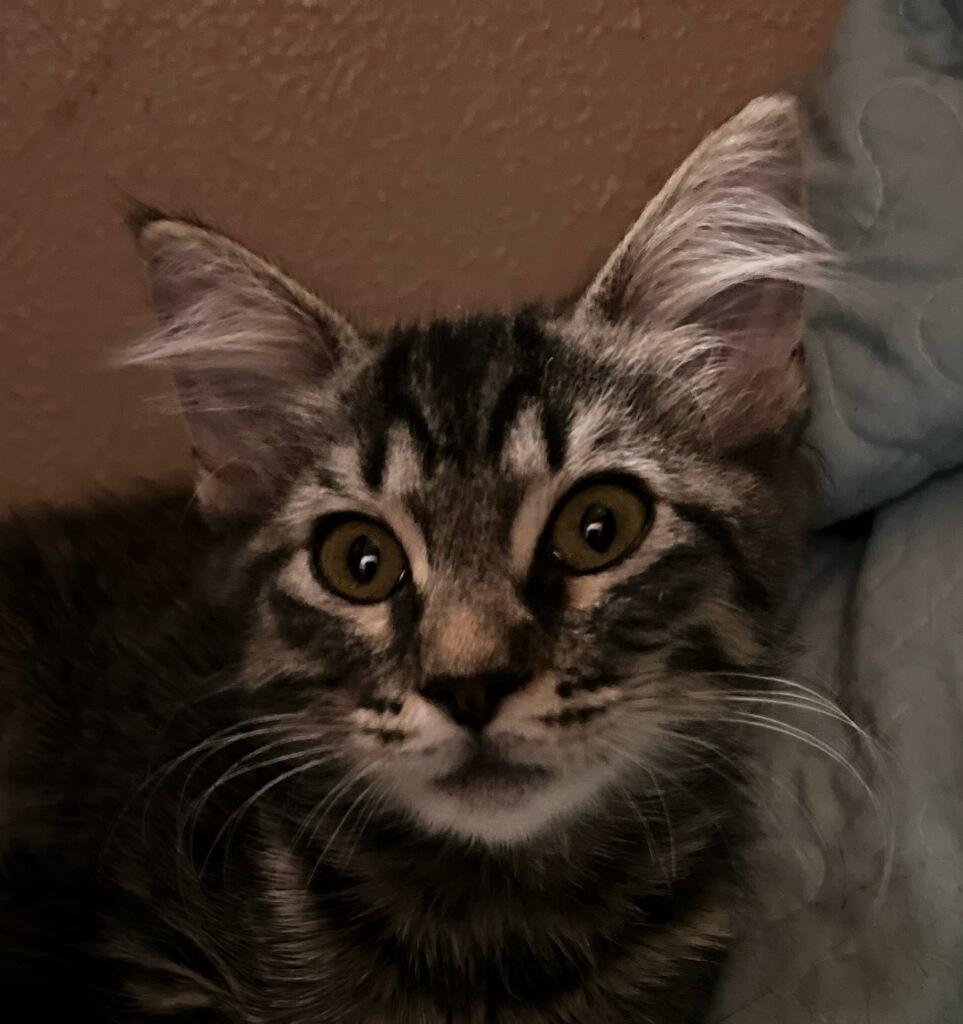 Mix, Adoptable, Young Female Domestic Short Hair.