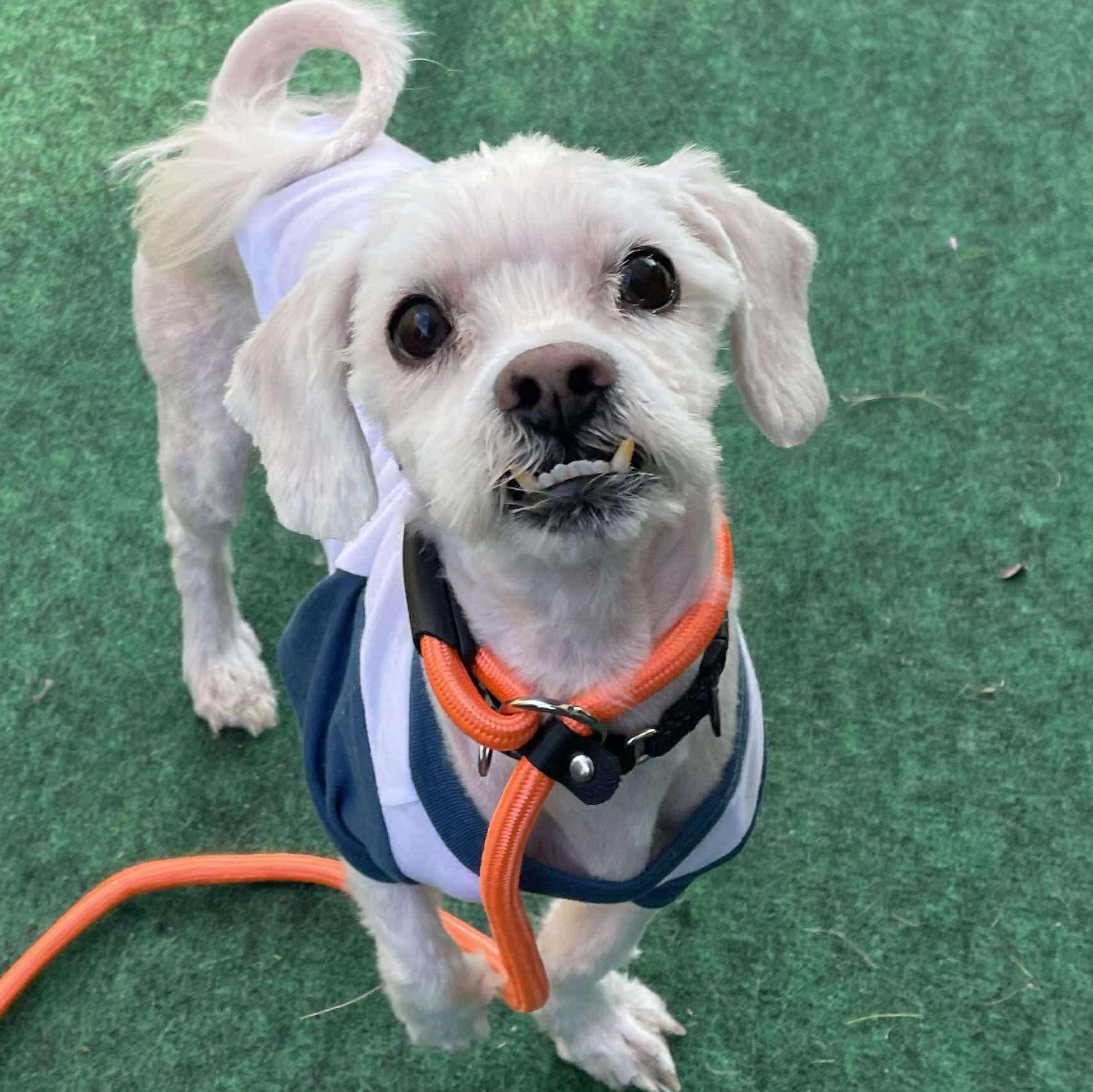 Hermes, an adoptable Shih Tzu, Havanese in Plainfield, IL, 60585 | Photo Image 6