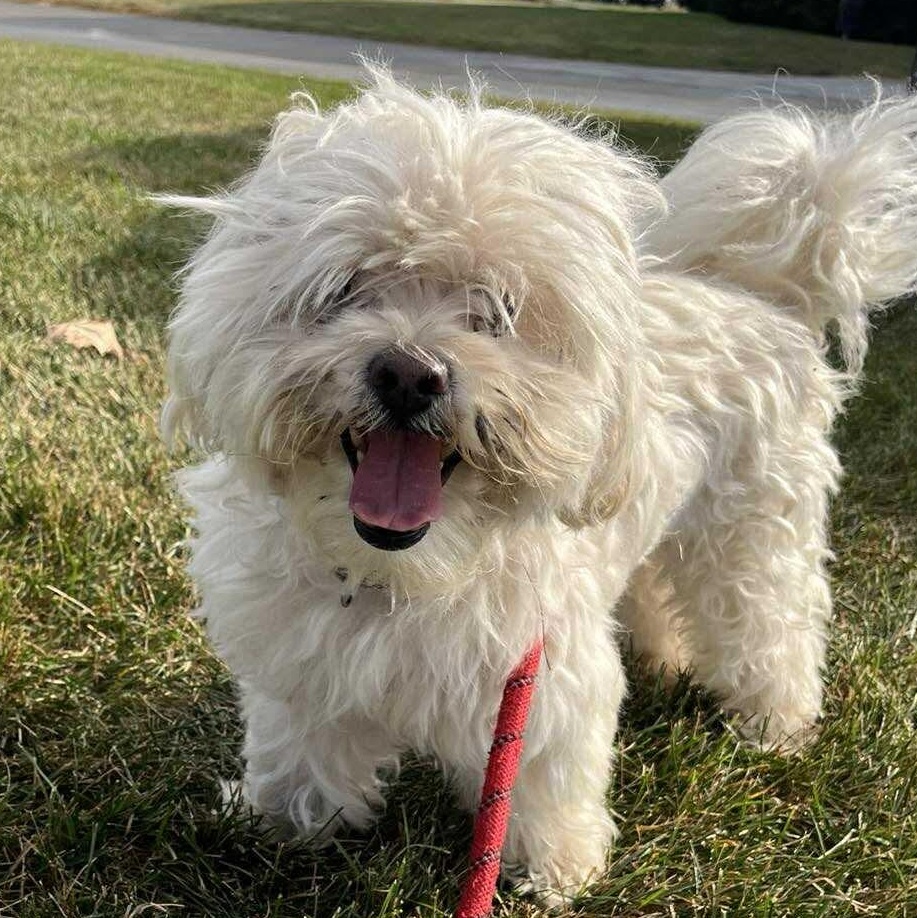 Hermes, an adoptable Shih Tzu, Havanese in Plainfield, IL, 60585 | Photo Image 3