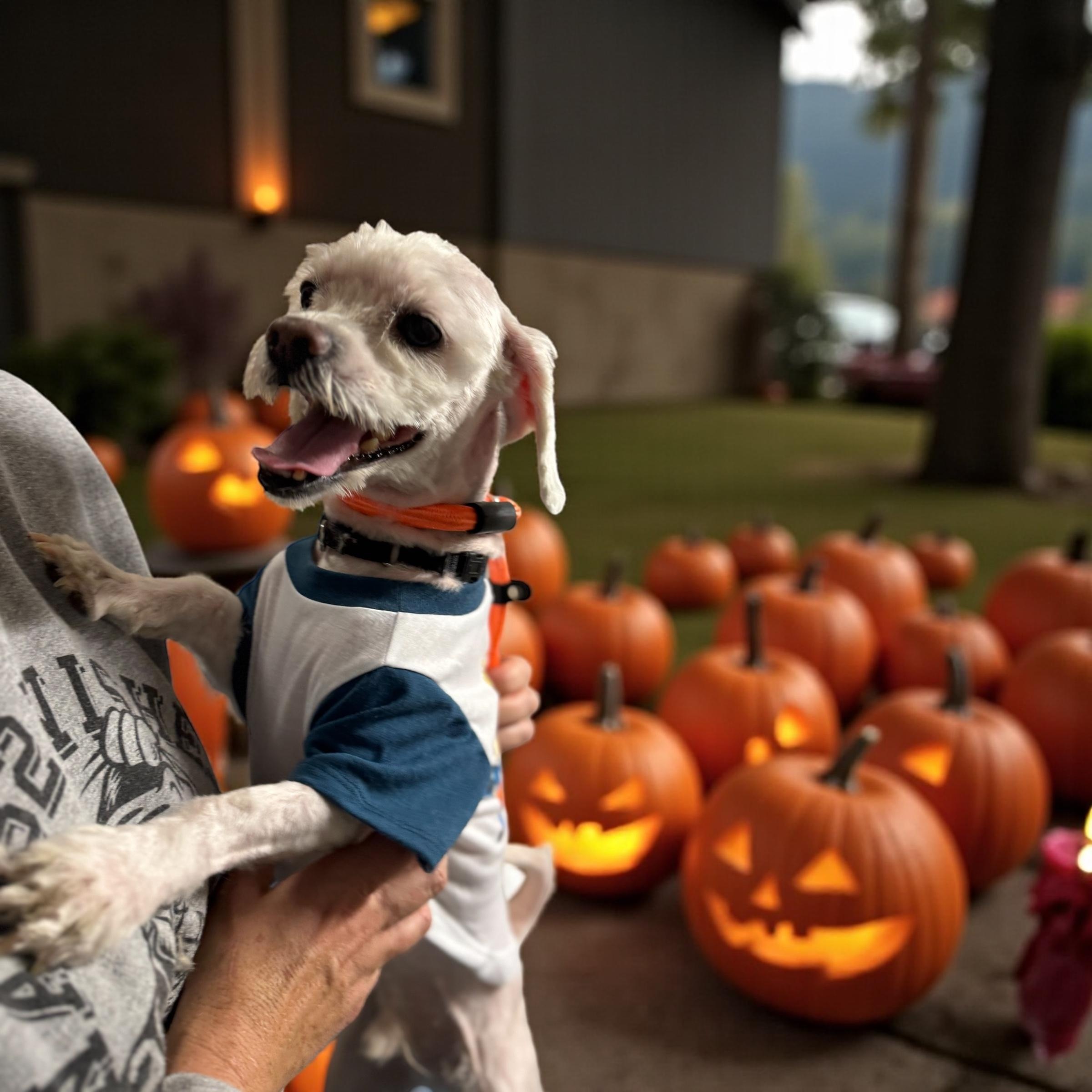 Hermes, an adoptable Shih Tzu, Havanese in Plainfield, IL, 60585 | Photo Image 2