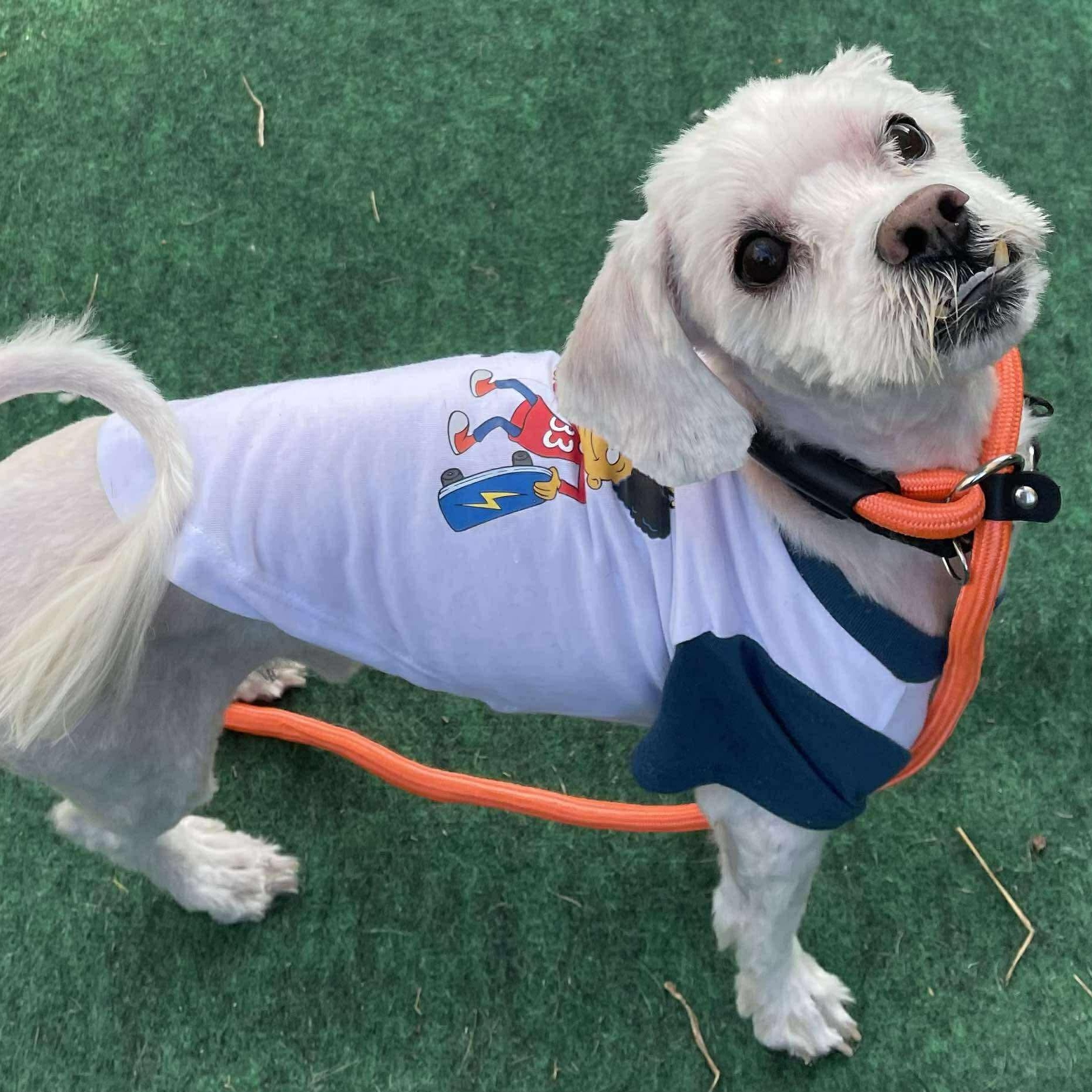 Hermes, an adoptable Shih Tzu, Havanese in Plainfield, IL, 60585 | Photo Image 5