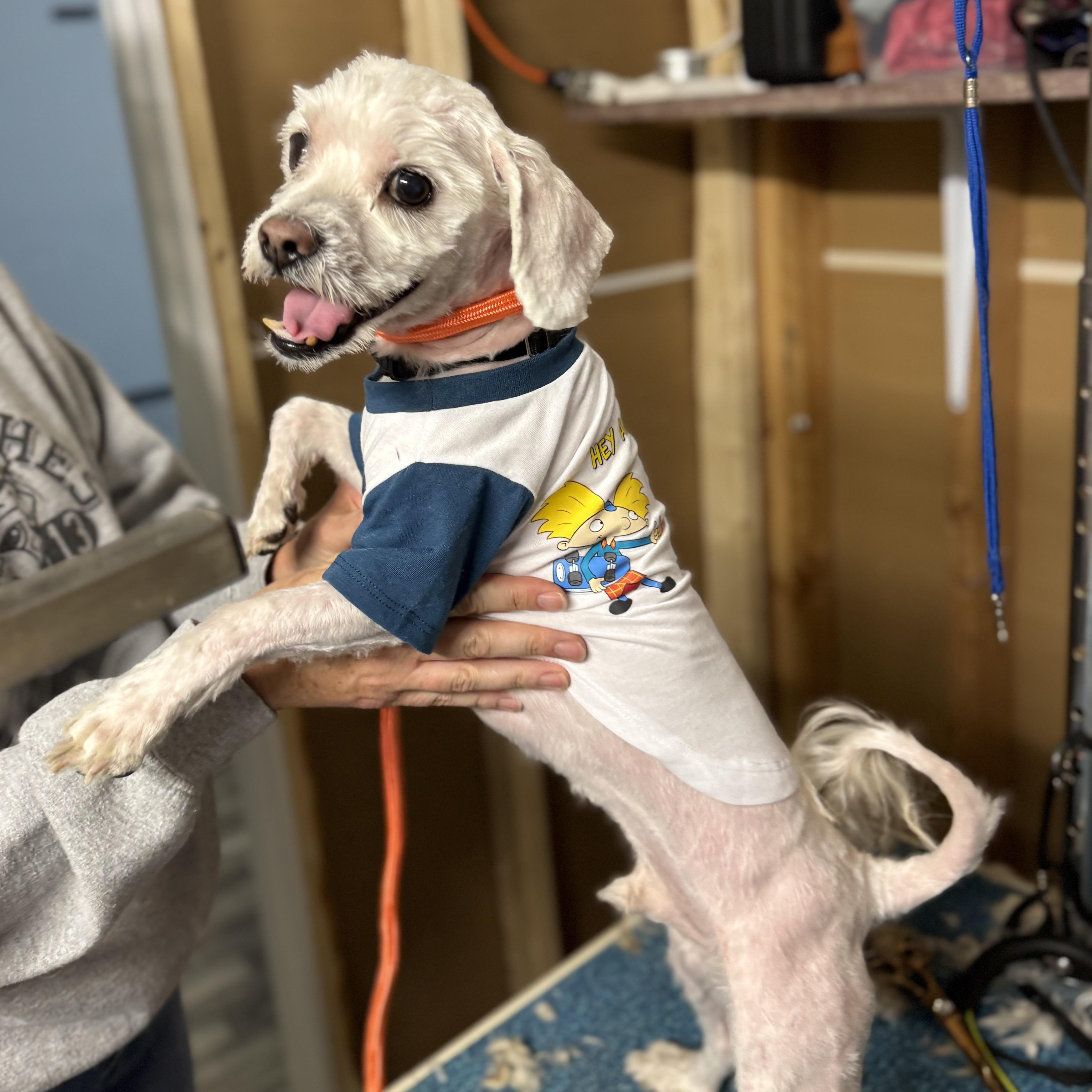 Hermes, an adoptable Shih Tzu, Havanese in Plainfield, IL, 60585 | Photo Image 4