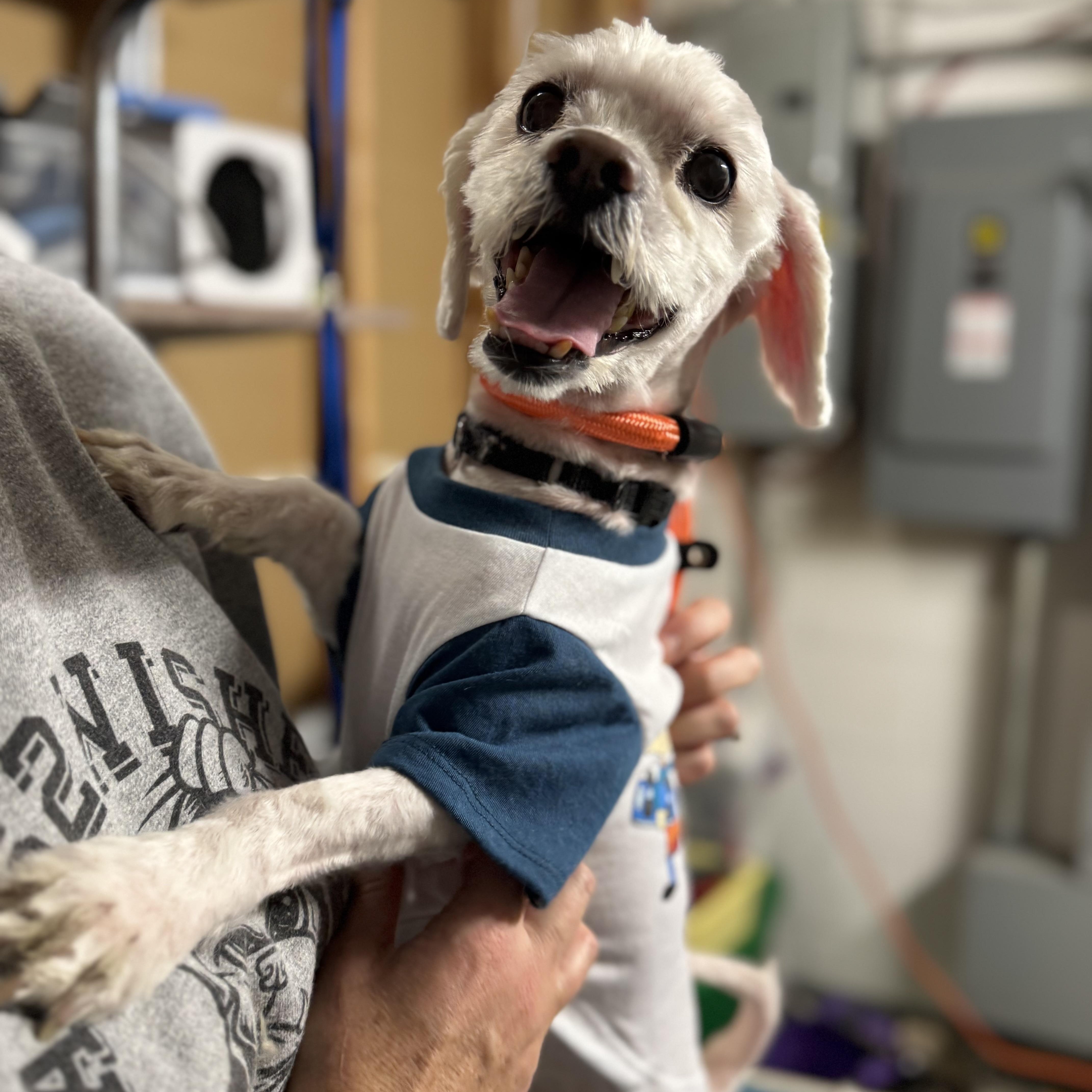 Hermes, an adoptable Shih Tzu, Havanese in Plainfield, IL, 60585 | Photo Image 1