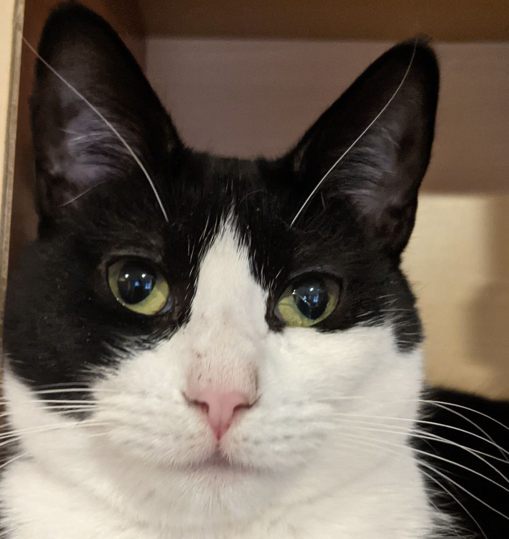 Enlarge Shaquita, a Adoptable Tuxedo in New York, NY image 1/11