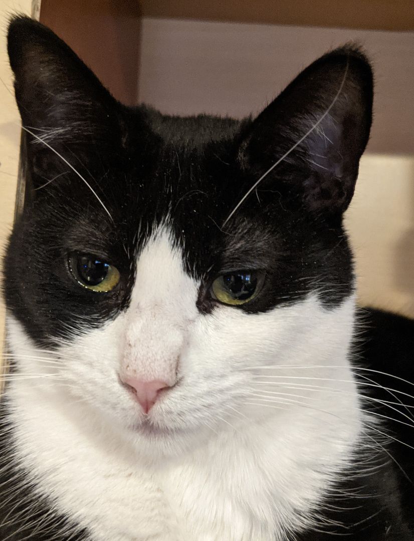 Enlarge Shaquita, a Adoptable Tuxedo in New York, NY image 2/11