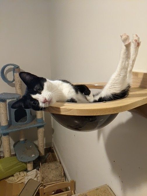 Enlarge Shaquita, a Adoptable Tuxedo in New York, NY image 3/11