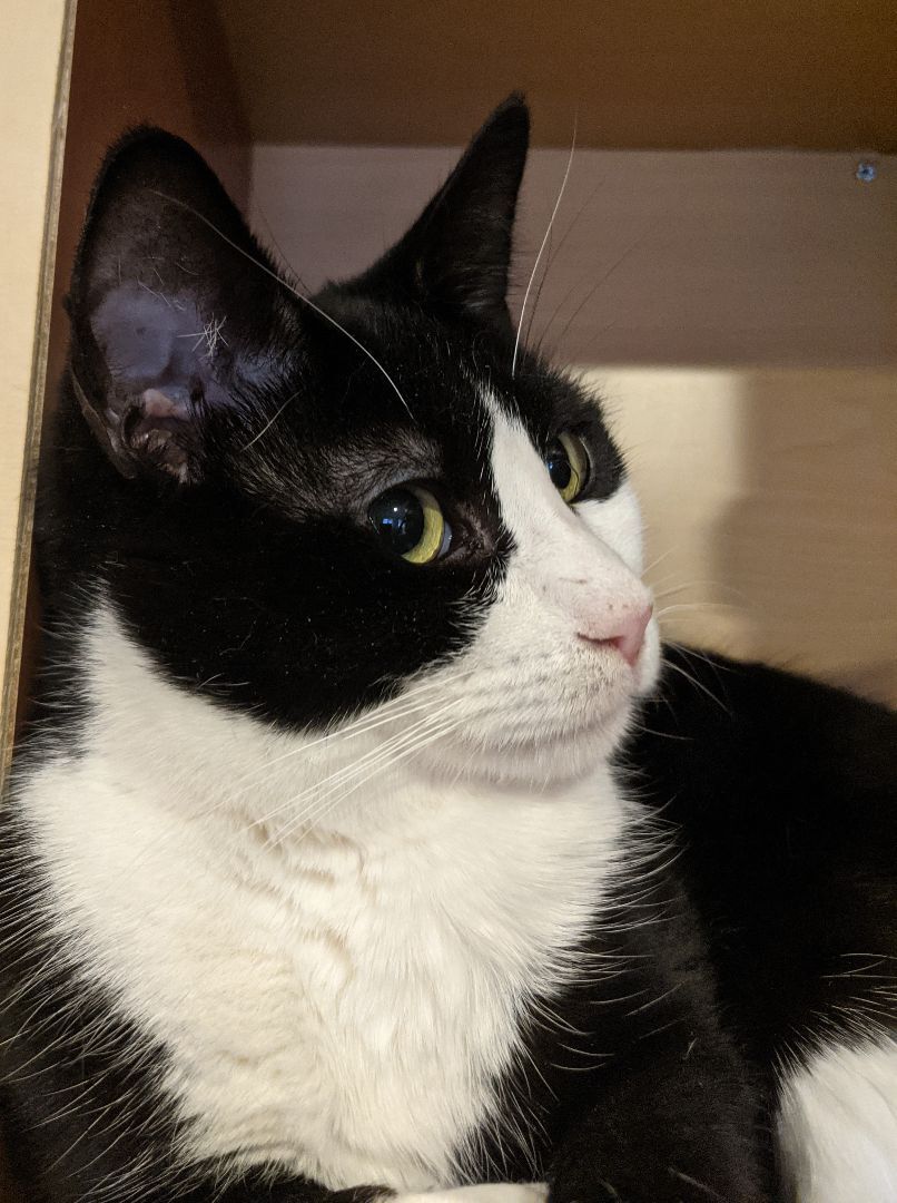 Enlarge Shaquita, a Adoptable Tuxedo in New York, NY image 4/11