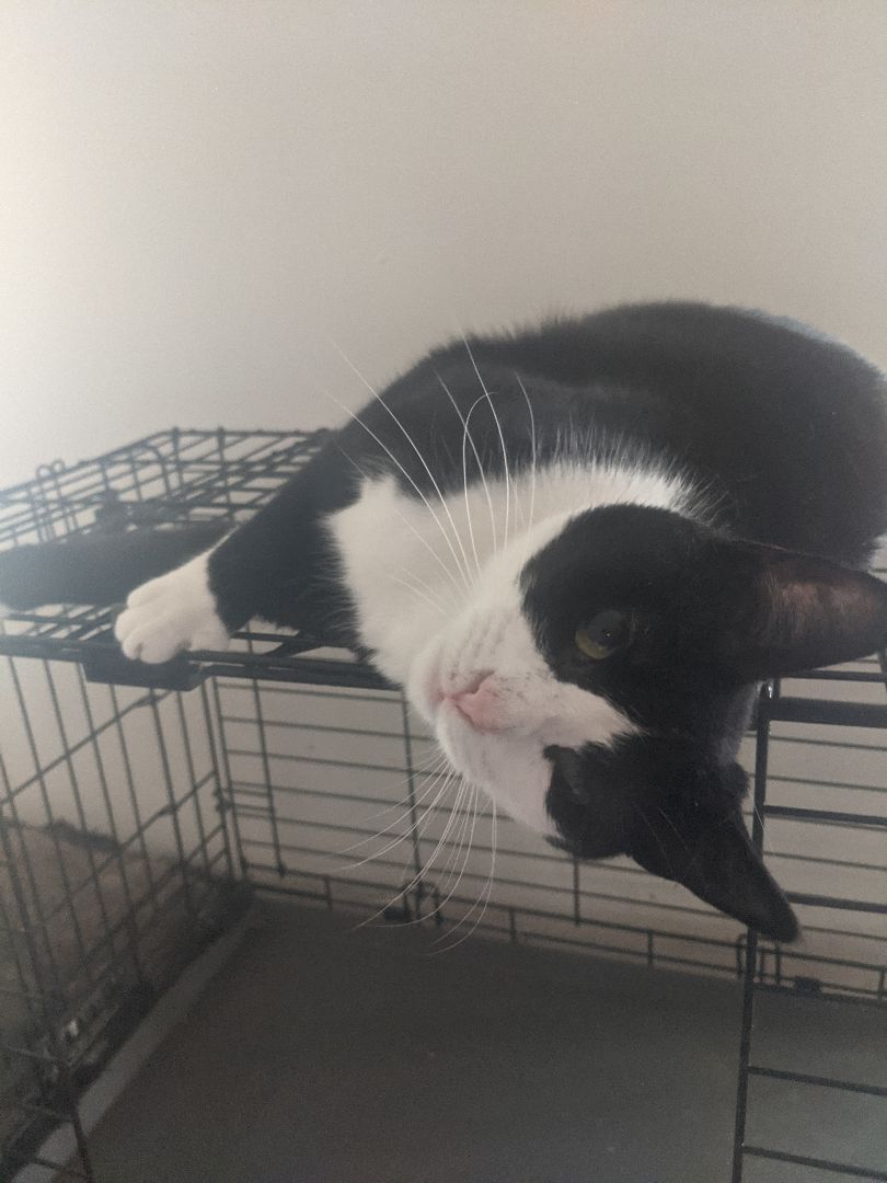 Enlarge Shaquita, a Adoptable Tuxedo in New York, NY image 5/11