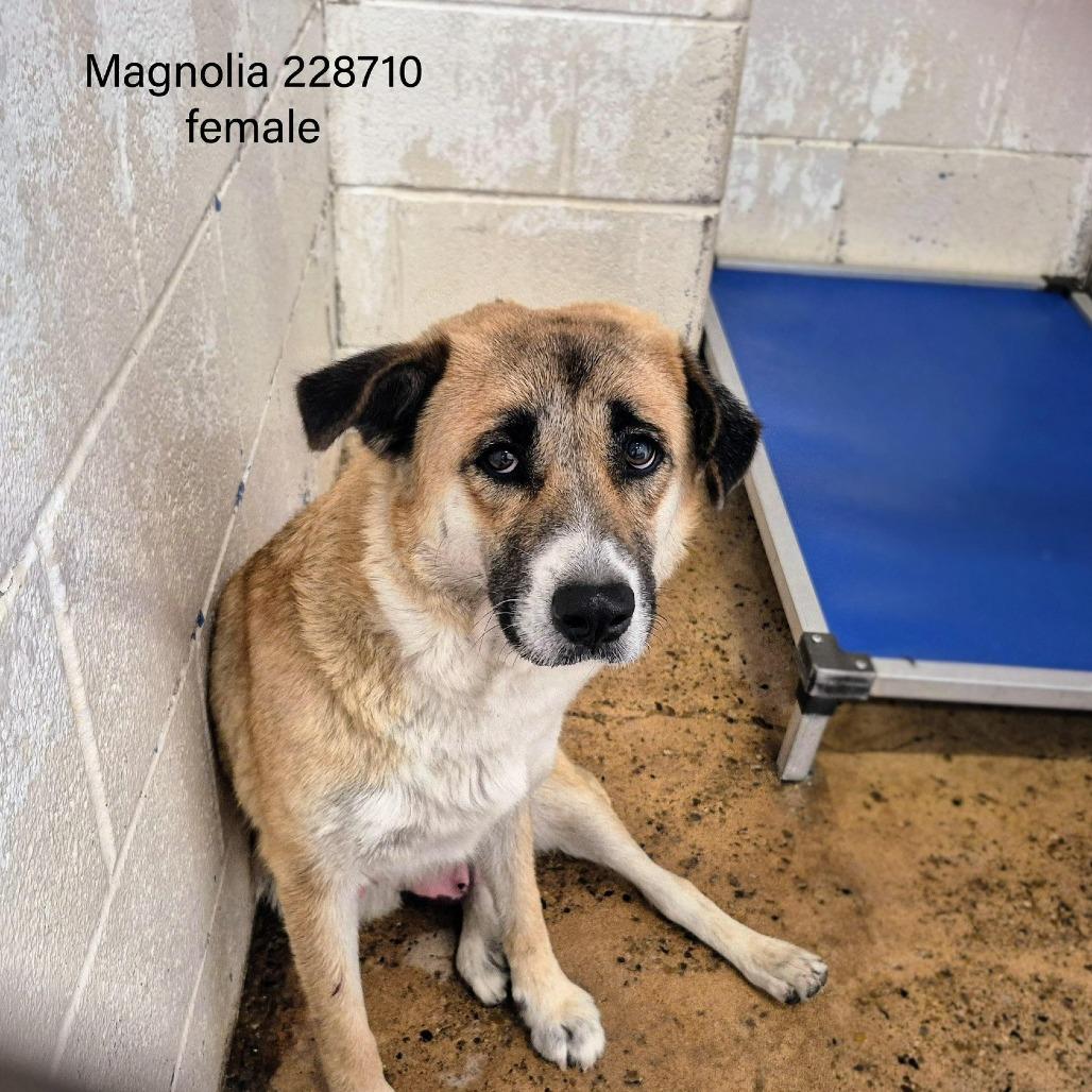 Magnolia thumbnail 2