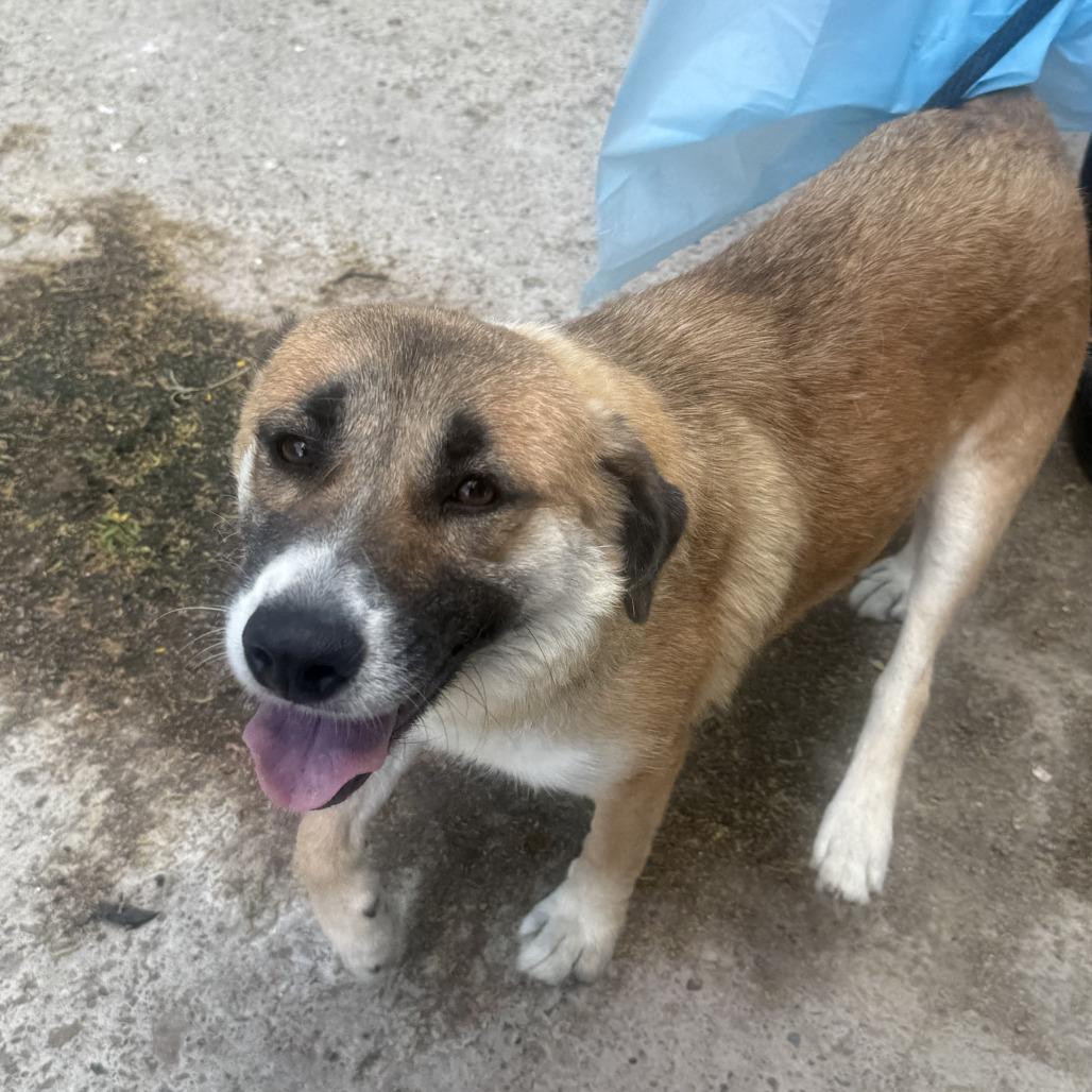 Magnolia thumbnail 3