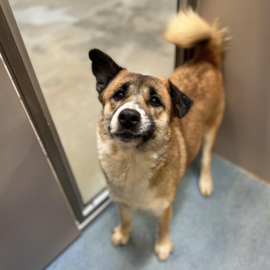 Magnolia thumbnail 4