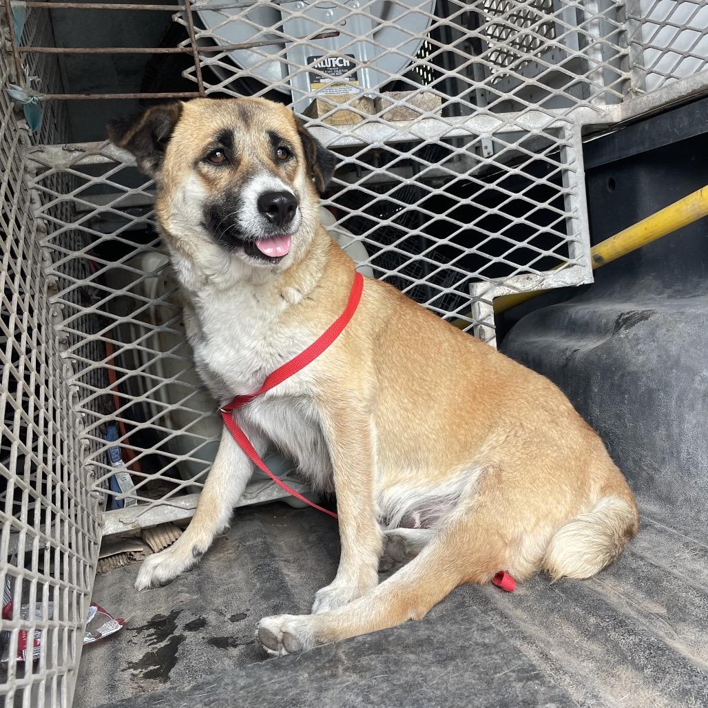 Magnolia thumbnail 5