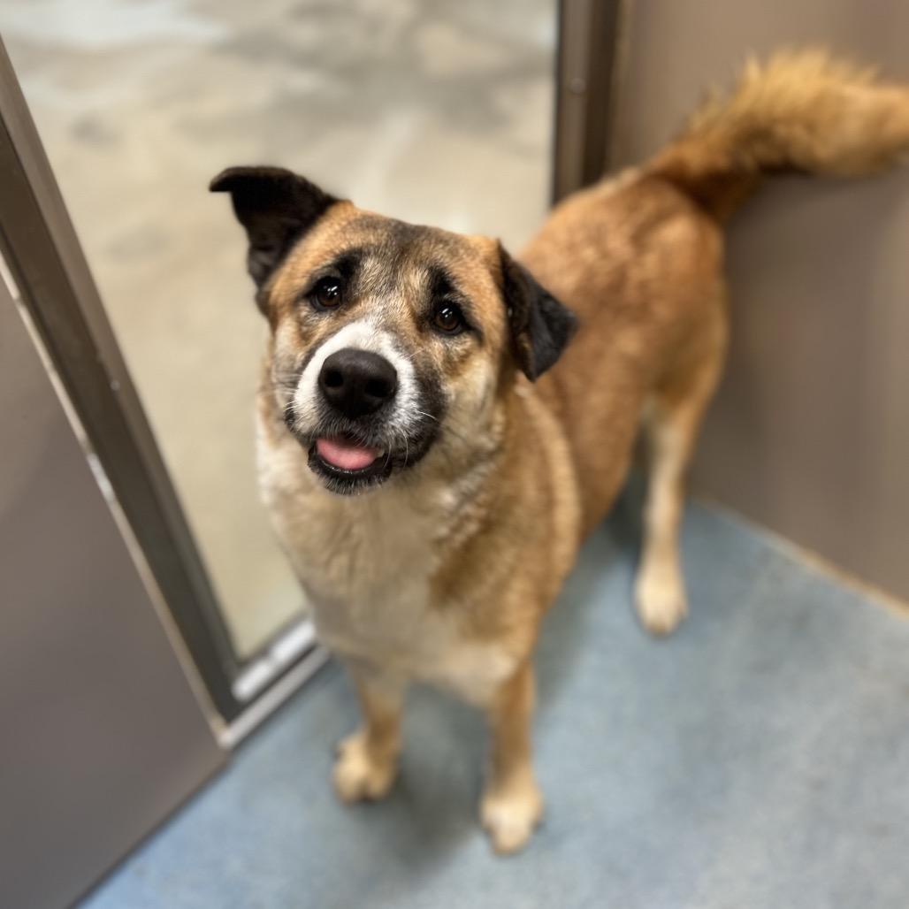 Magnolia thumbnail 6