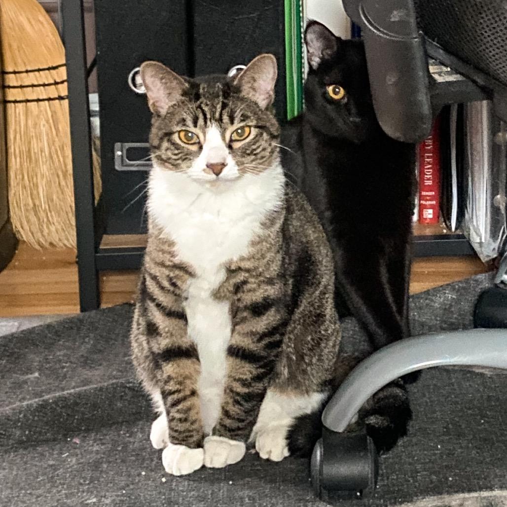 Shirley Jones, Adoptable, Adult Female Domestic Short Hair.